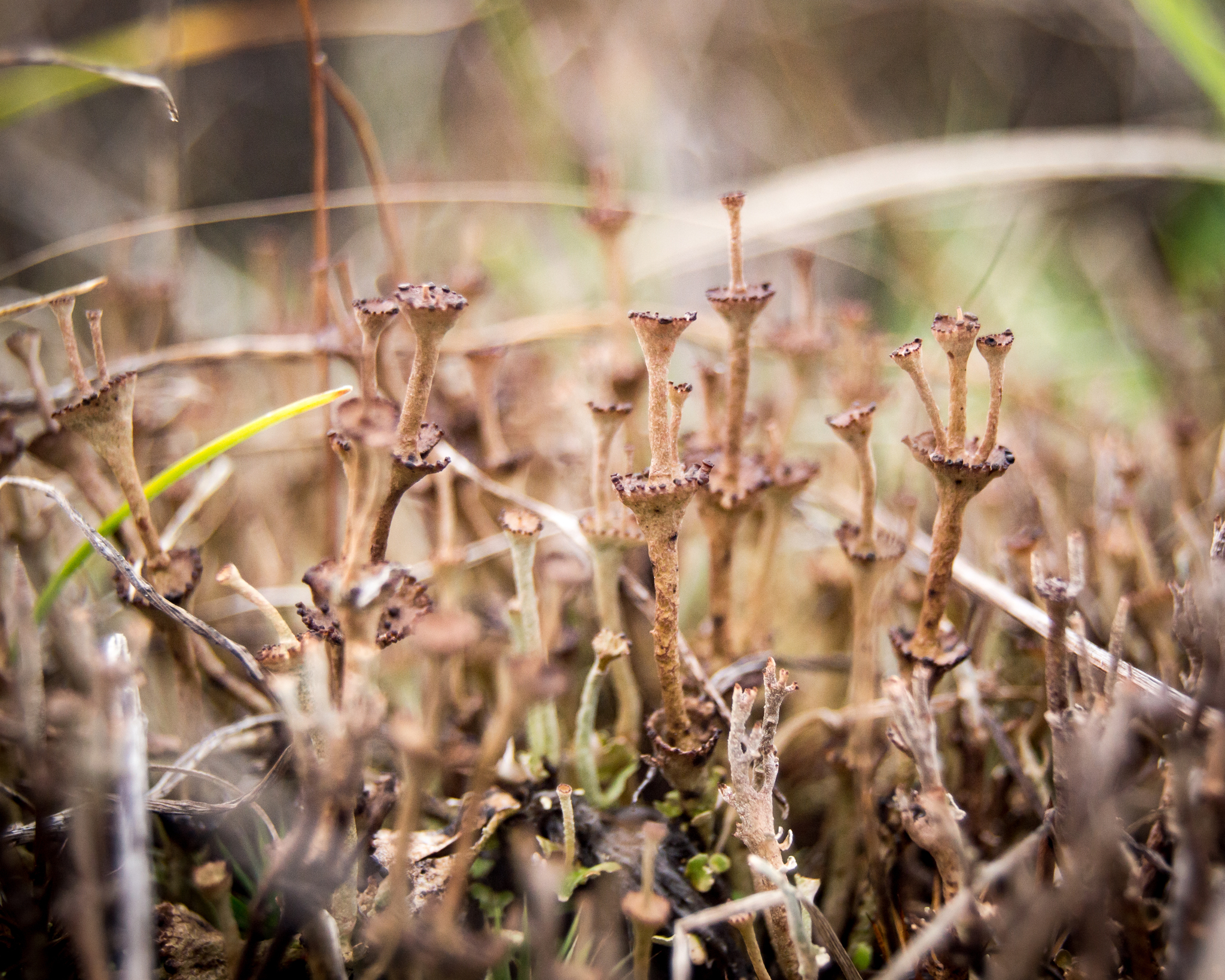 Cladonia concinna image