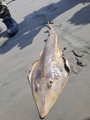 Pacific Guitarfish photo 4