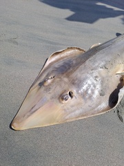 Pacific Guitarfish photo 3