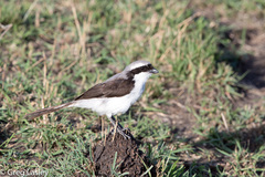 Lanius excubitoroides