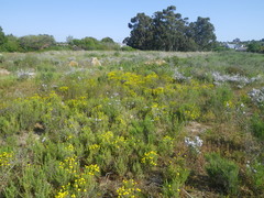 Oedera fruticosa