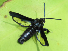 Sesiidae