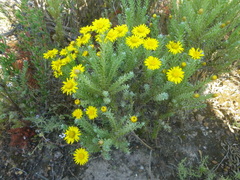 Oedera fruticosa