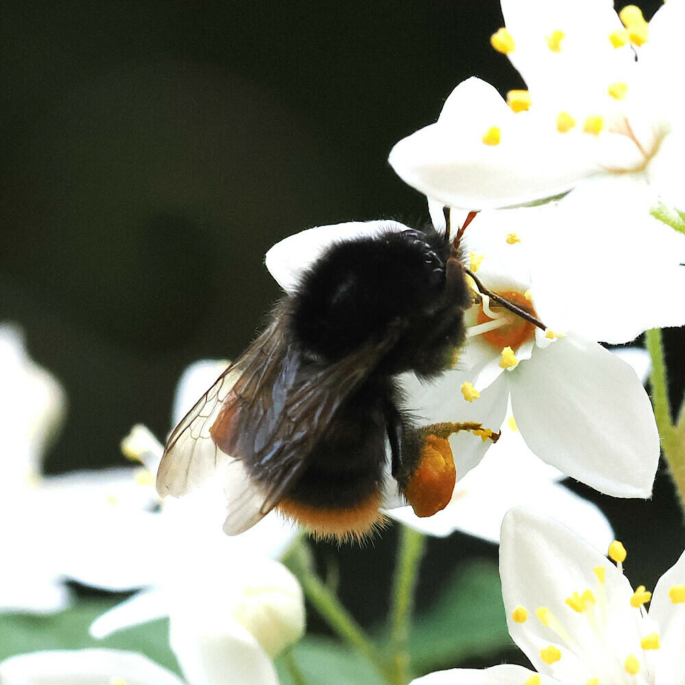 Fire-tailed Bumble Bee