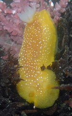 Doriopsilla albopunctata