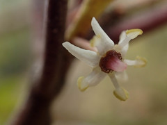 Quintinia serrata