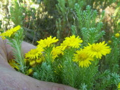 Oedera fruticosa