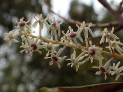 Quintinia serrata