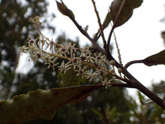 Quintinia serrata