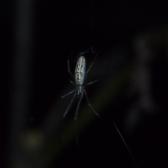 Tetragnatha ceylonica