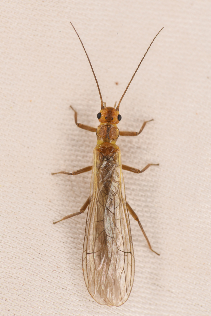 Gabriel Sallfly