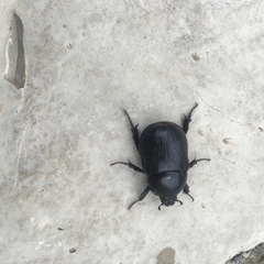 Pentodon bidens punctatus