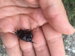 Pentodon bidens punctatus