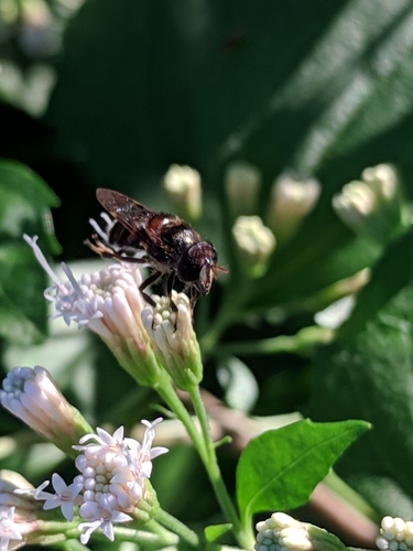 Woolly Bromeliad Fly photo 4