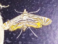 Parapoynx fluctuosalis