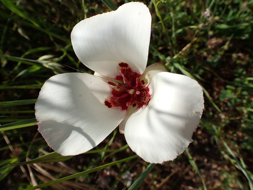 Image of Calochortus simulans by (c) Cricket Raspet, some rights reserved (CC BY)