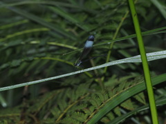 Psolodesmus mandarinus mandarinus