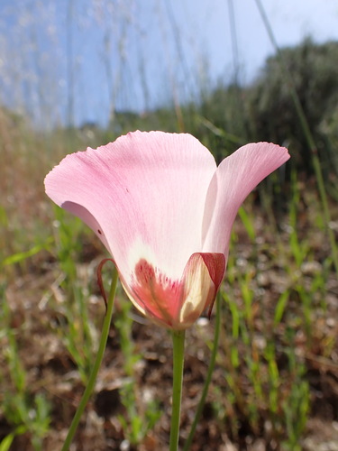 Image of Calochortus simulans by (c) Cricket Raspet, some rights reserved (CC BY)