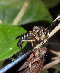 Dicranus