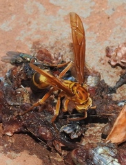 Agelaia constructor