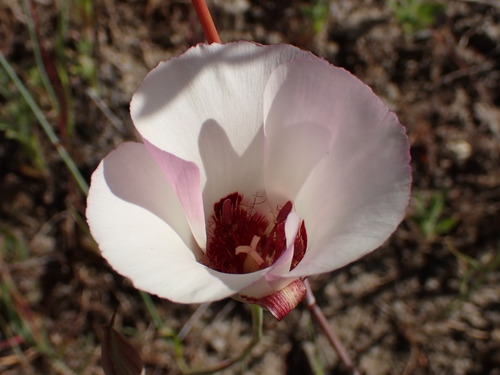 Image of Calochortus simulans by (c) Cricket Raspet, some rights reserved (CC BY)