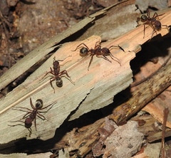 Dolichoderus decollatus