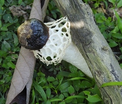 Phallus atrovolvatus
