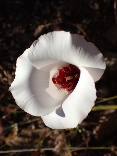 Image of Calochortus simulans by (c) Cricket Raspet, some rights reserved (CC BY)