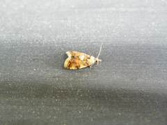 Pseudargyrotoza conwagana