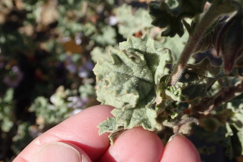 Image of Anisodontea triloba by no rights reserved