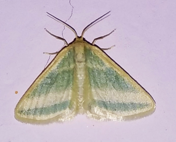Mixocera parvulata