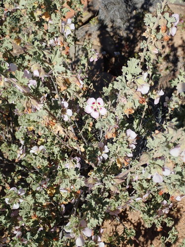 Image of Anisodontea triloba by no rights reserved
