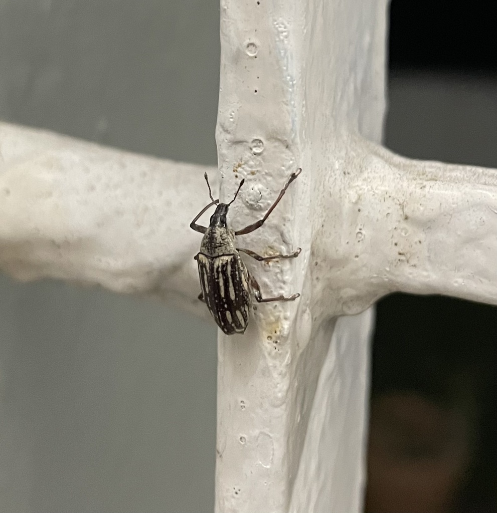 Lachnopus gowdeyi
