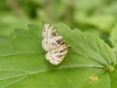 Eustroma reticulata