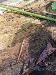 Miktoniscus
