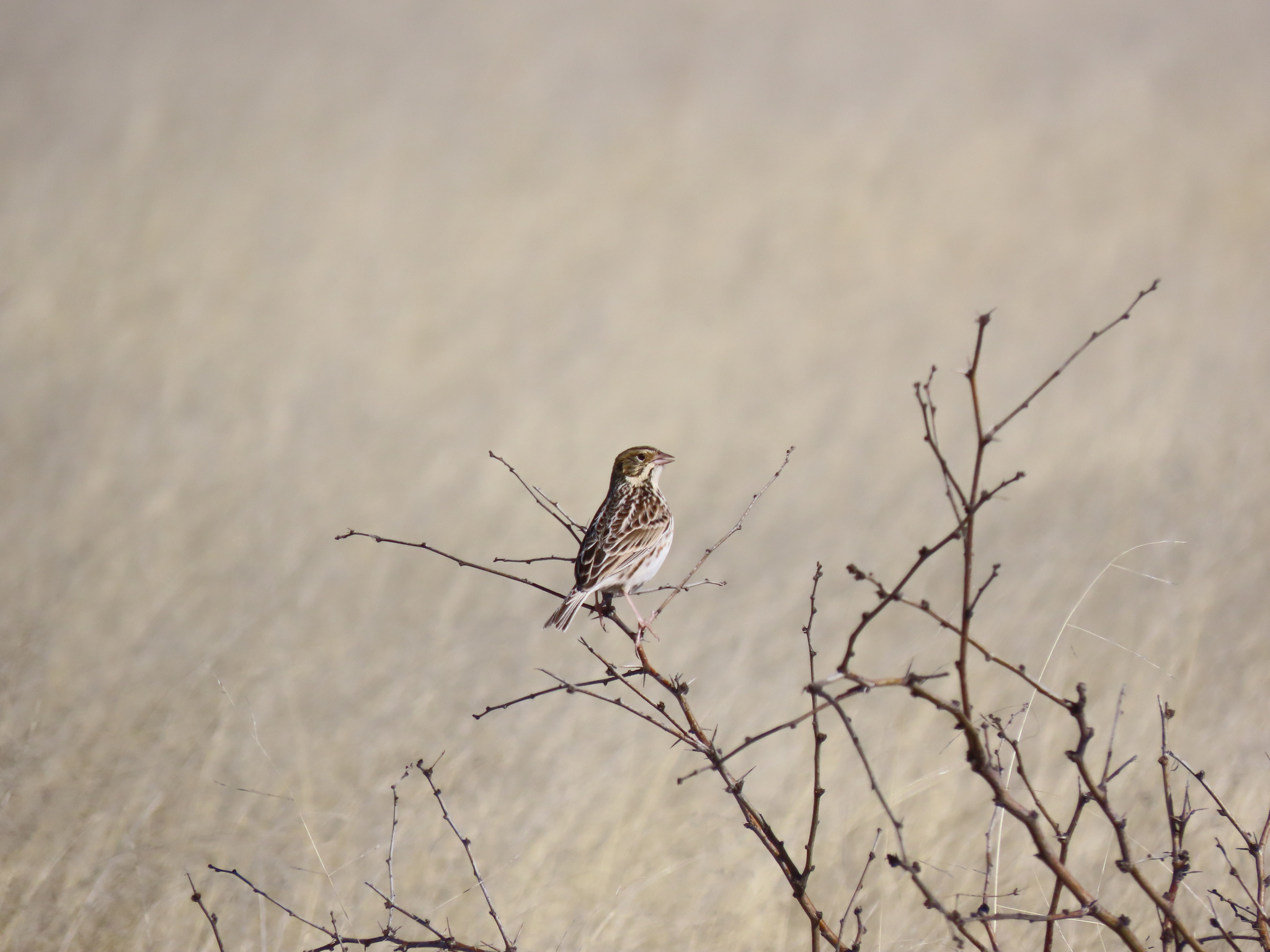 baird's sparrow, bruant de baird, chingolo de baird