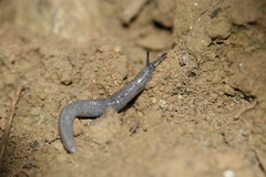 Hesperarion hemphilli