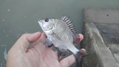 Acanthopagrus pacificus