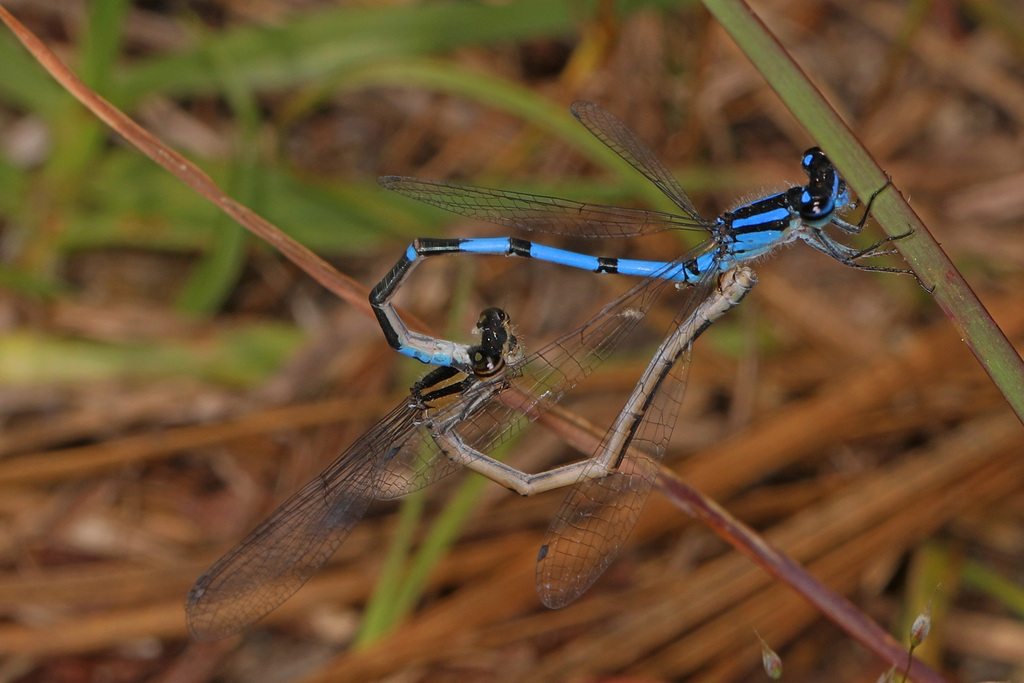 Sandhill Bluet