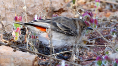 Epthianura tricolor