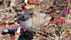 Epthianura tricolor