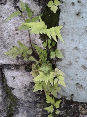 Asplenium pumilum