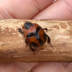 Bolbocerosoma confusum