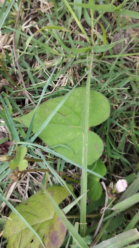 Image of Ipomoea grandifolia by no rights reserved
