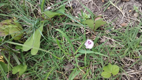 Image of Ipomoea grandifolia by no rights reserved