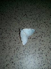 Lomographa bimaculata