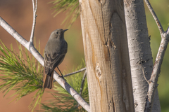 Phoenicurus ochruros