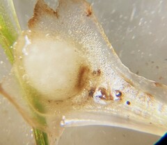 Isoetes nuttallii image