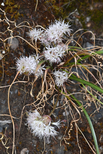 yosemite onion (Allium yosemitense)