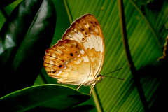 Cupha erymanthis lotis